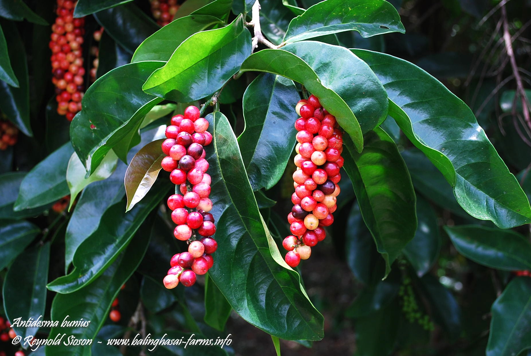 بیگنِی / برگ بوی چینی